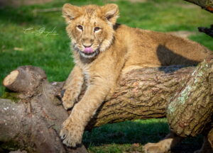 Photographie animalière - Wildlife (29)