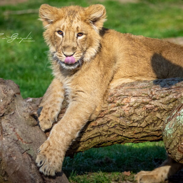 Photographie animali&egrave;re - Wildlife (29)