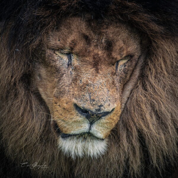 Photographie animali&egrave;re - Wildlife (2)