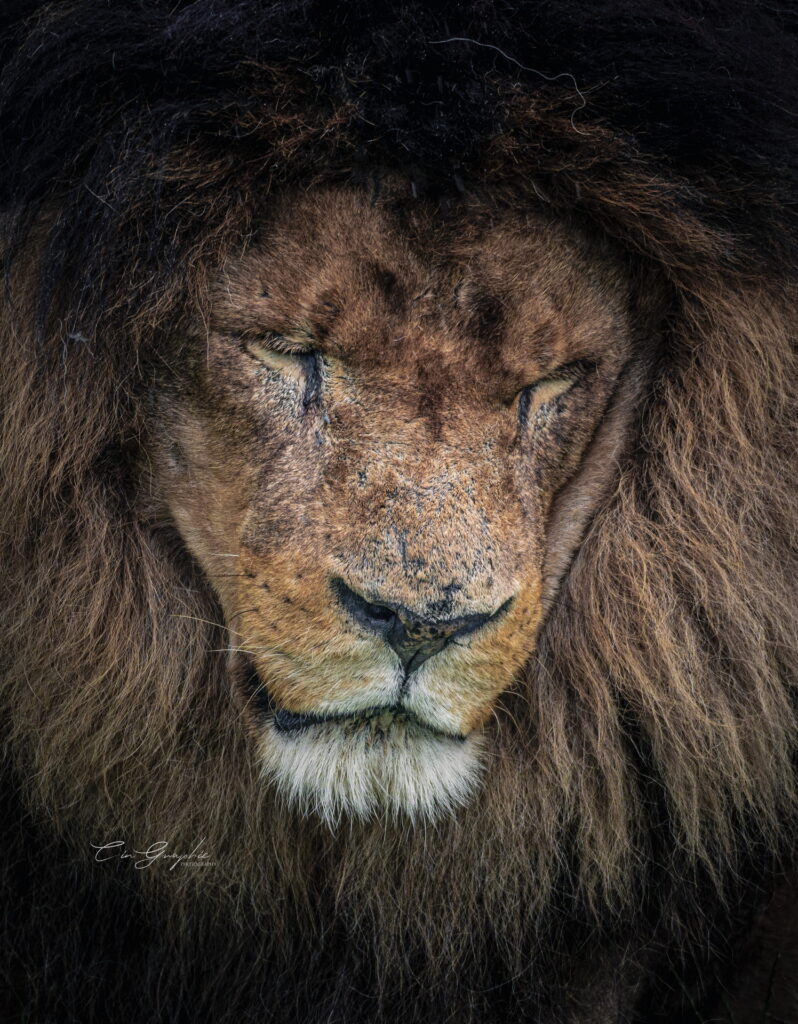 wildlife 2023 cingraphic 02