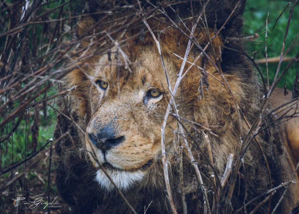 wildlife 2023 cingraphic 03