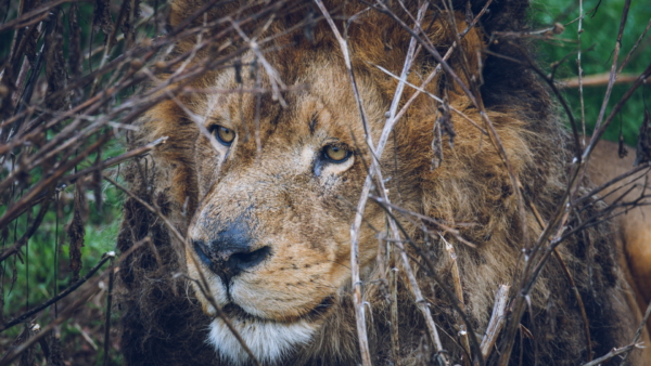 wildlife 2023 cingraphic 03