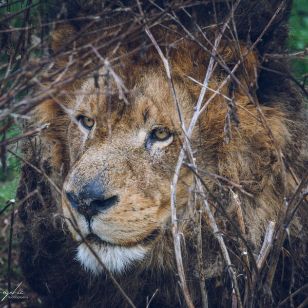 Photographie animali&egrave;re - Wildlife