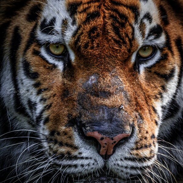 Photographie animali&egrave;re - Wildlife (3)