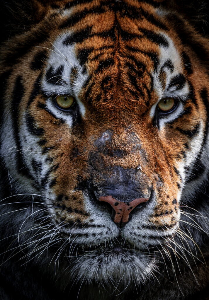 wildlife 2023 cingraphic 04