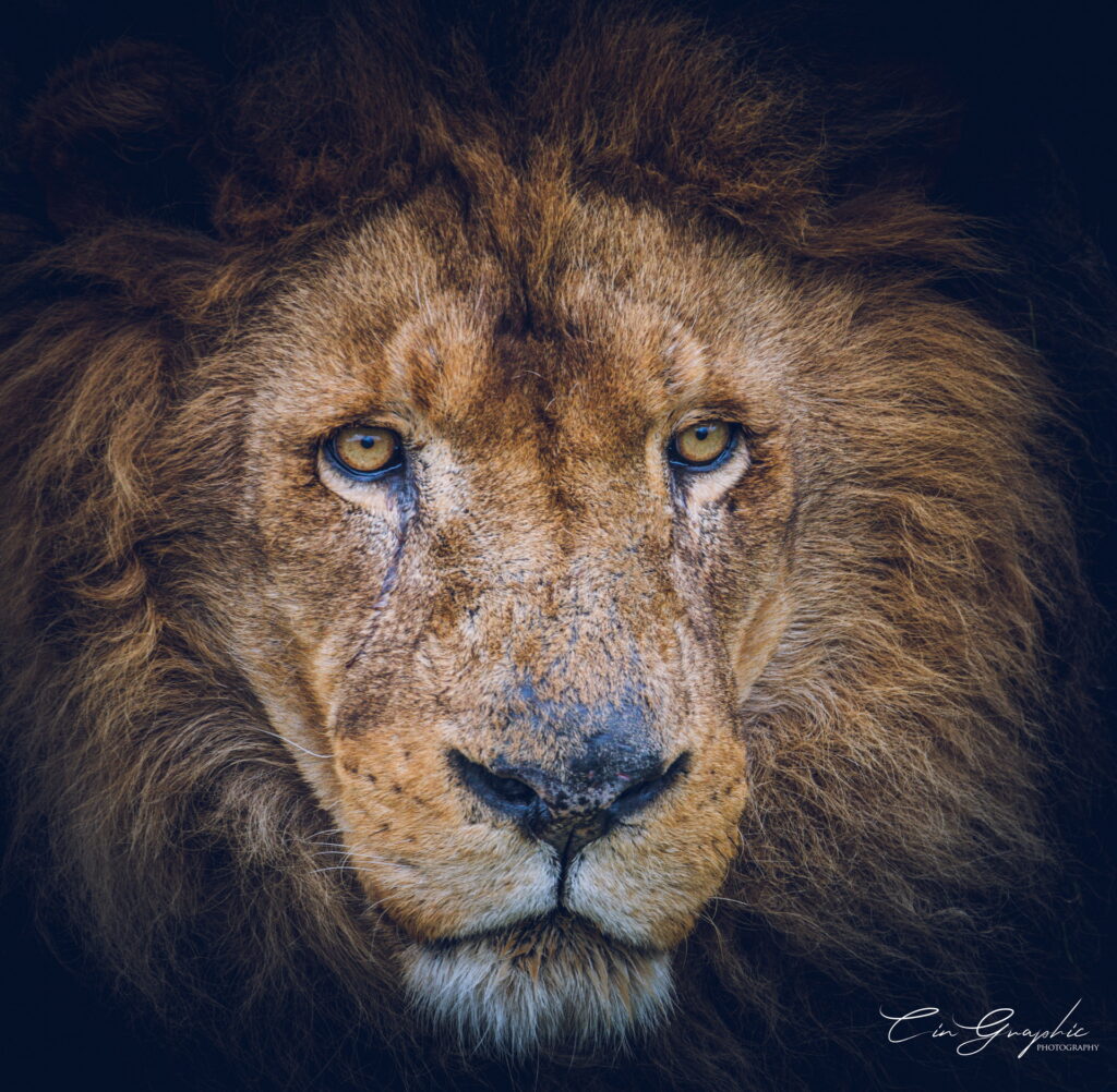 wildlife 2023 cingraphic 05