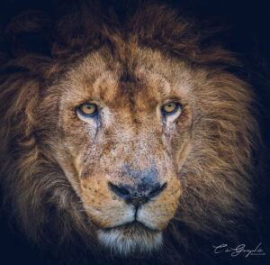 Accueil 6 Photographie animalière - Wildlife (4)