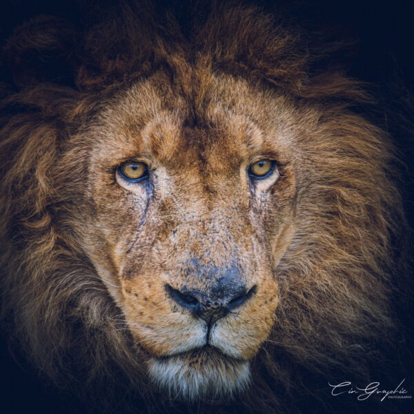 Photographie animali&egrave;re - Wildlife (4)