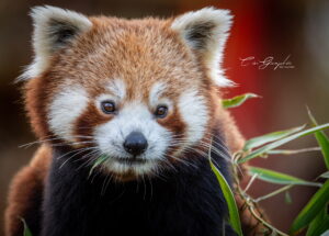 Photographie animalière - Wildlife (5)