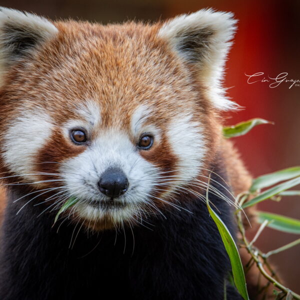 Photographie animali&egrave;re - Wildlife (5)