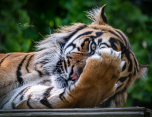 Accueil 18 Photographie animalière - Wildlife (6)