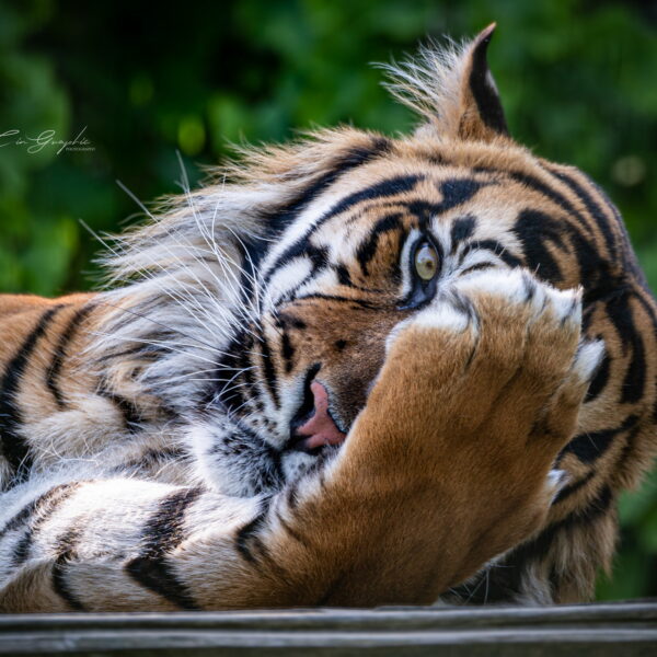 Photographie animali&egrave;re - Wildlife (6)
