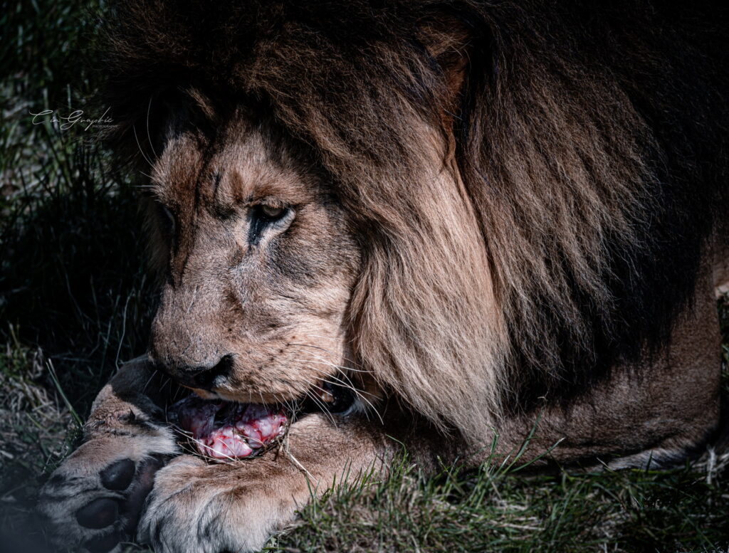 wildlife 2023 cingraphic 08