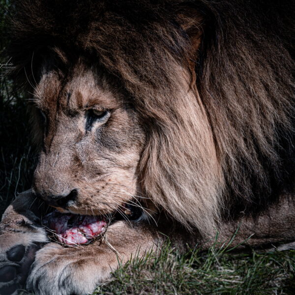 Photographie animali&egrave;re - Wildlife (7)