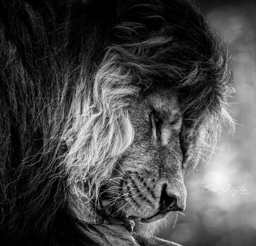 wildlife 2023 cingraphic 09