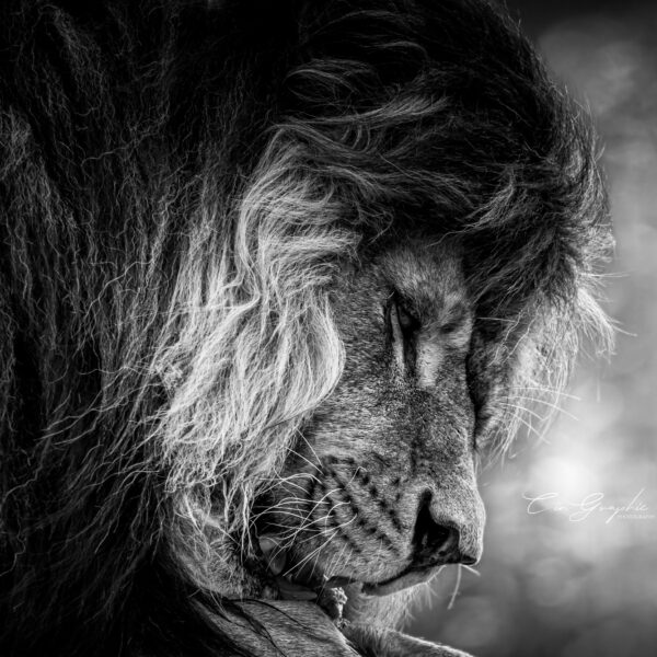 Photographie animali&egrave;re - Wildlife (8)