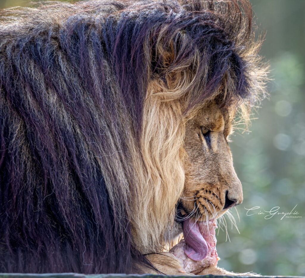 wildlife 2023 cingraphic 10