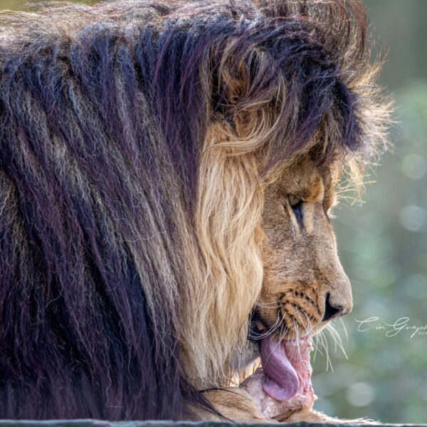 Photographie animali&egrave;re - Wildlife (9)