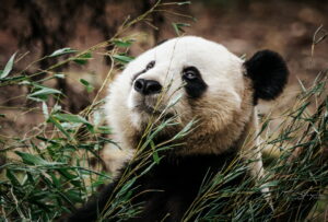 Accueil 1 Photographie animalière - Wildlife (10)