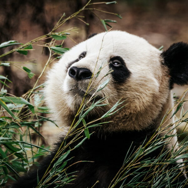 Photographie animali&egrave;re - Wildlife (10)
