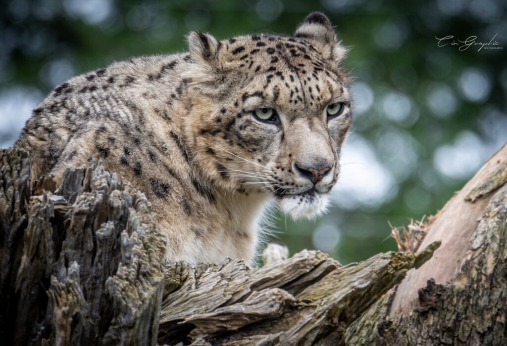 wildlife 2023 cingraphic 12