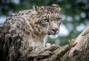 Accueil 9 Photographie animalière - Wildlife (11)