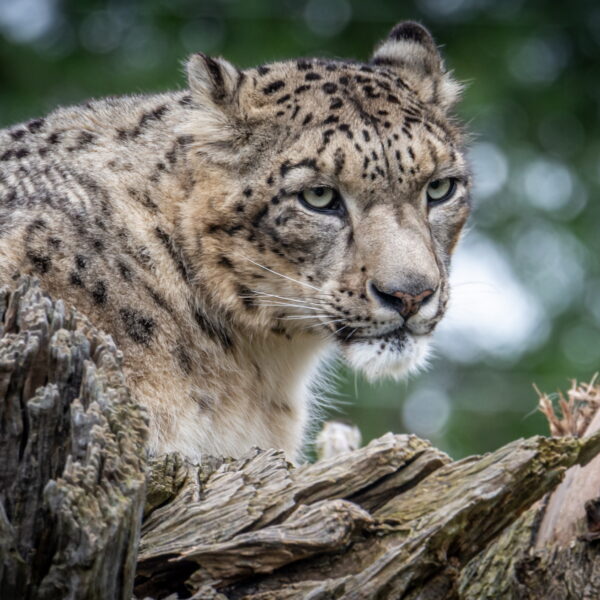 Photographie animali&egrave;re - Wildlife (11)