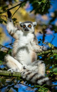 Accueil 10 Photographie animalière - Wildlife (12)