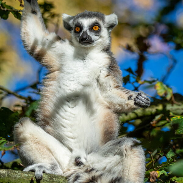 Photographie animali&egrave;re - Wildlife (12)