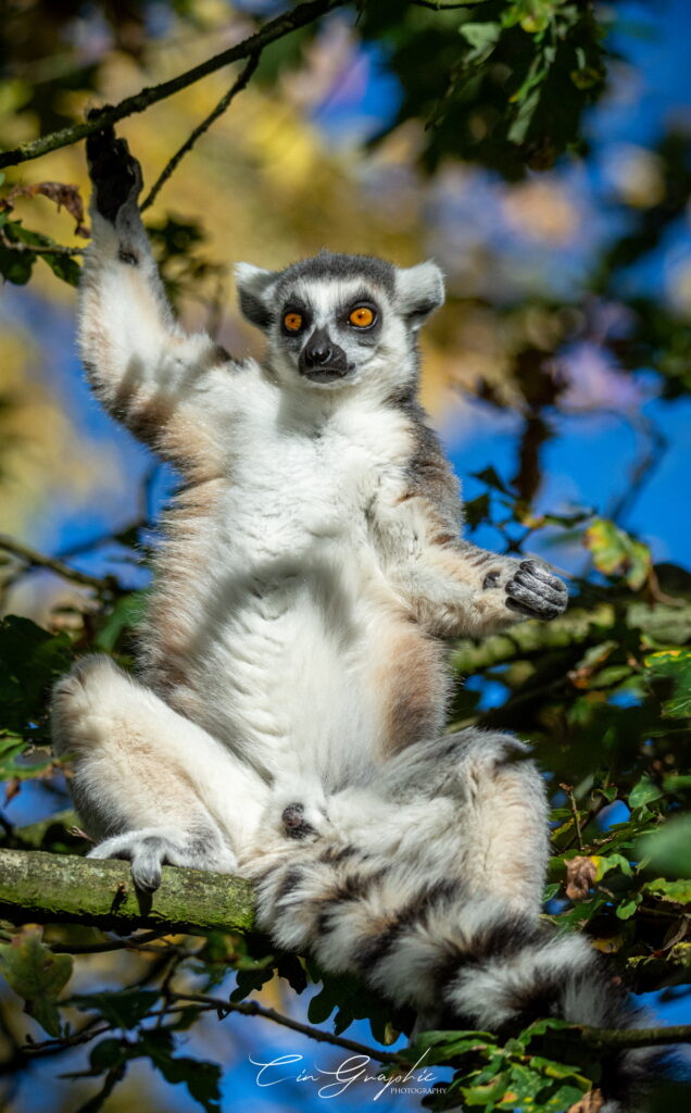 wildlife 2023 cingraphic 13