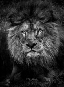 Photographie animalière - Wildlife (13)