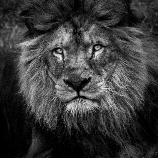 Photographie animali&egrave;re - Wildlife (13)