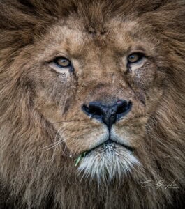 Accueil 56 Photographie animalière - Wildlife (14)
