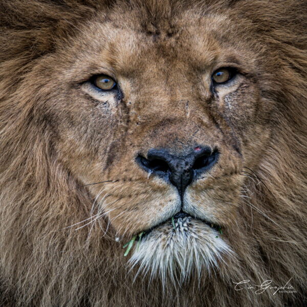 Photographie animali&egrave;re - Wildlife (14)