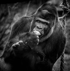 Accueil 68 Photographie animalière - Wildlife (15)