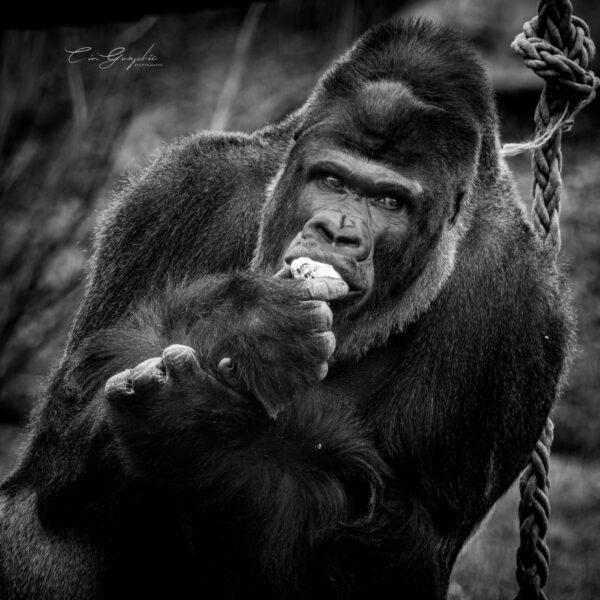 Photographie animali&egrave;re - Wildlife (15)
