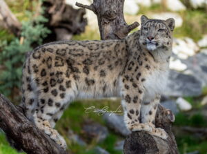 Accueil 24 Photographie animalière - Wildlife (16)