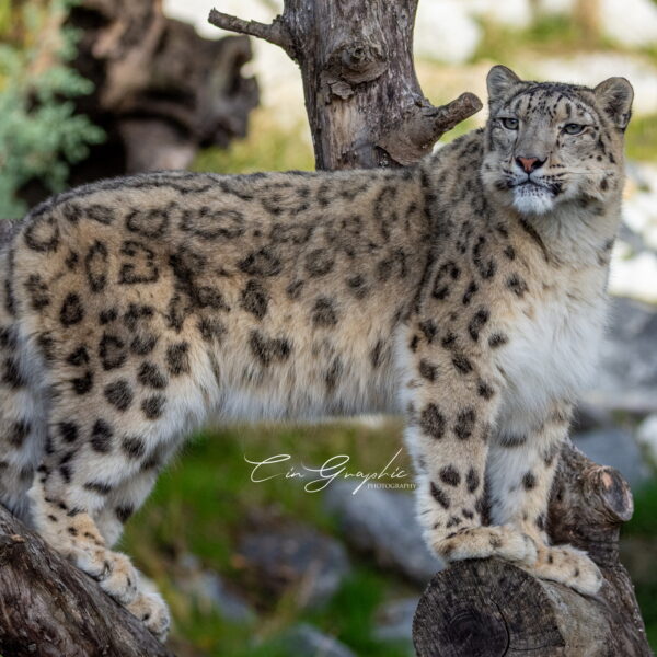 Photographie animali&egrave;re - Wildlife (16)