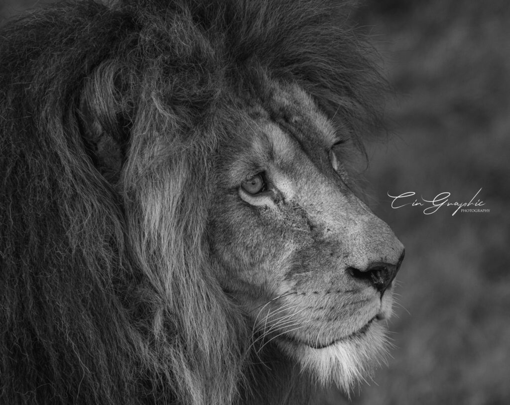 wildlife 2023 cingraphic 18