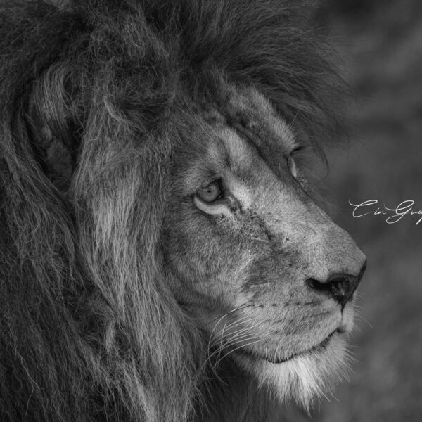 Photographie animali&egrave;re - Wildlife (17)