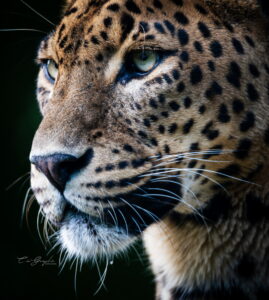 Accueil 8 Photographie animalière - Wildlife (18)