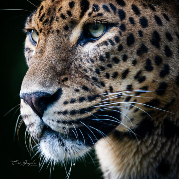 Photographie animali&egrave;re - Wildlife (18)