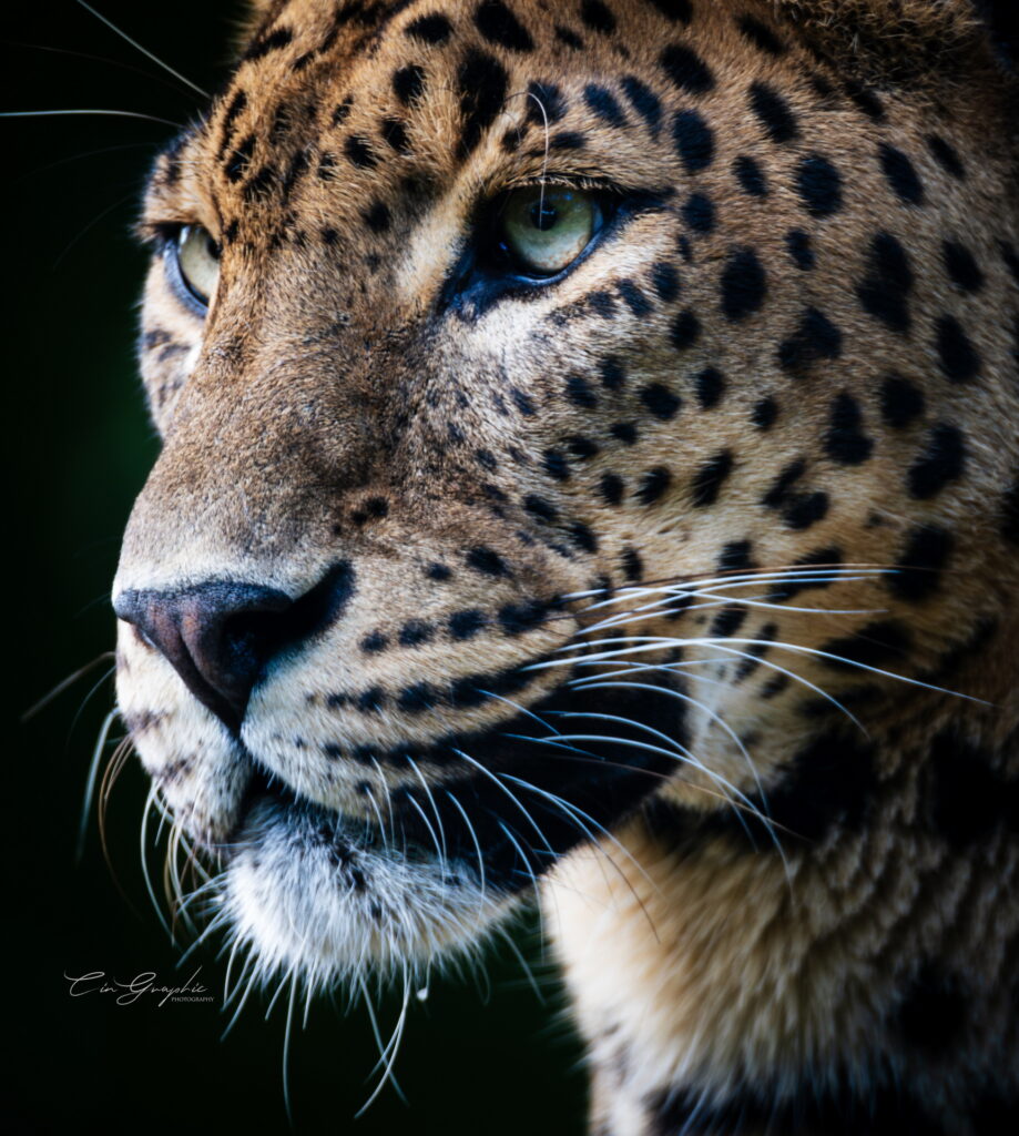 wildlife 2023 cingraphic 19