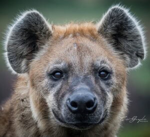 Photographie animalière - Wildlife (19)