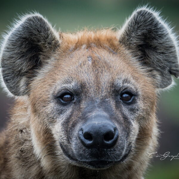 Photographie animali&egrave;re - Wildlife (19)