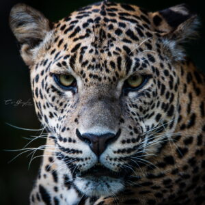 Accueil 14 Photographie animalière - Wildlife (20)