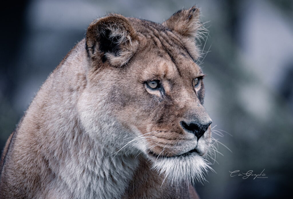 wildlife 2023 cingraphic 22