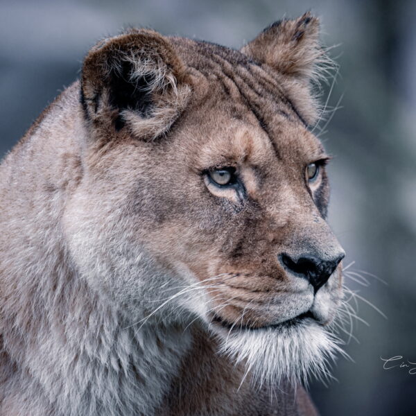 Photographie animali&egrave;re - Wildlife (21)