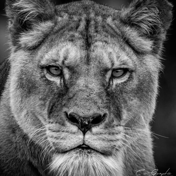 Photographie animali&egrave;re - Wildlife (22)