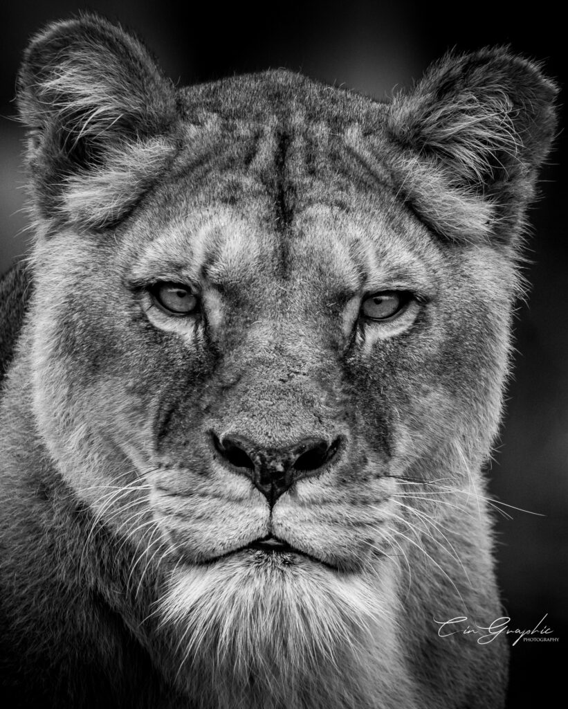 wildlife 2023 cingraphic 23